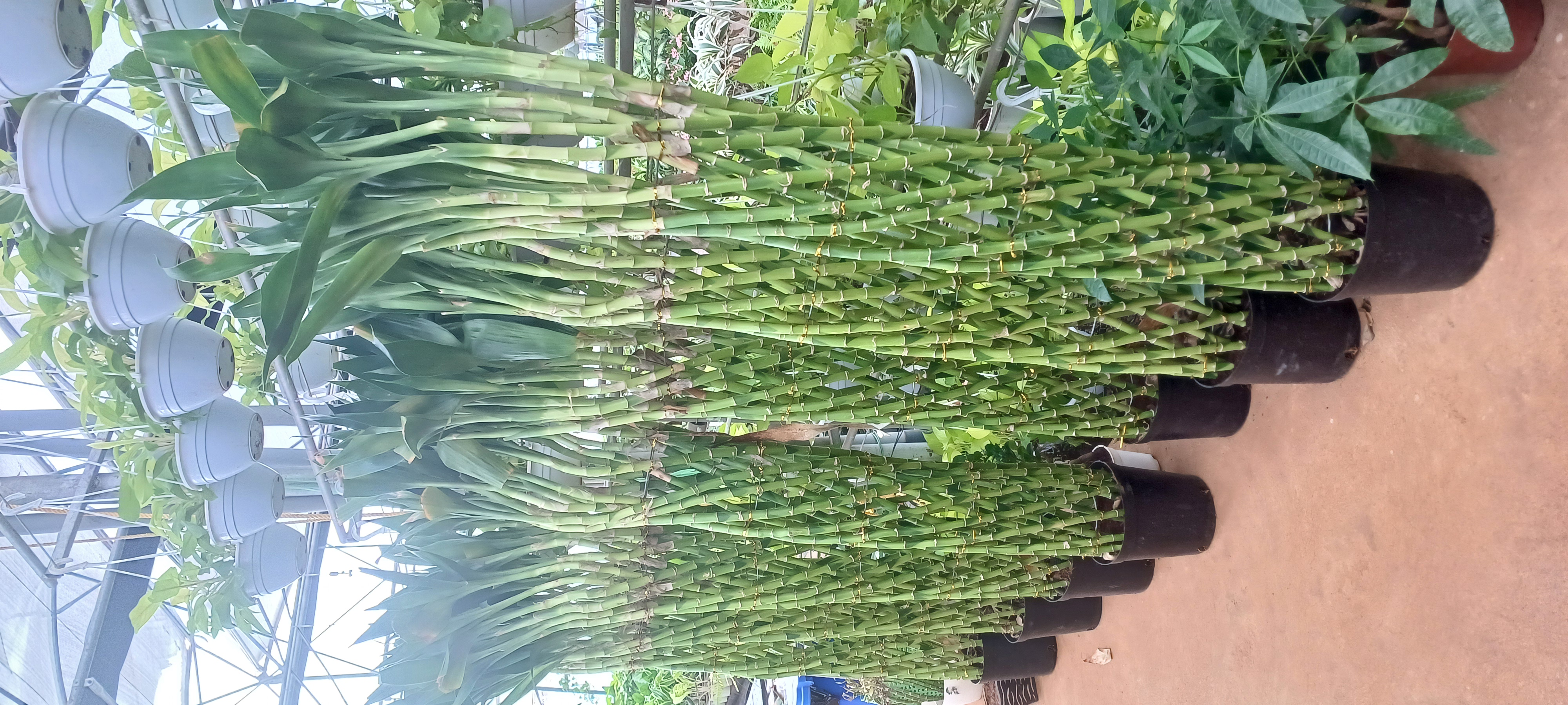 kadiyamPlant